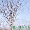 欒樹小苗|欒樹價格|欒樹低價批發