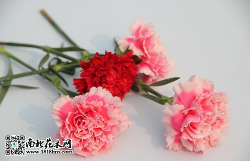 母親節