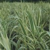 花葉蘆竹|花葉蘆竹沭陽(yáng)價(jià)格