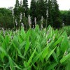 再力花|沭陽(yáng)地區再力花大量供應