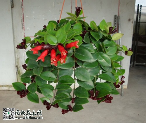 口紅花養殖方法
