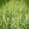 花葉蘆竹|供水生觀(guān)賞花卉-花葉蘆竹