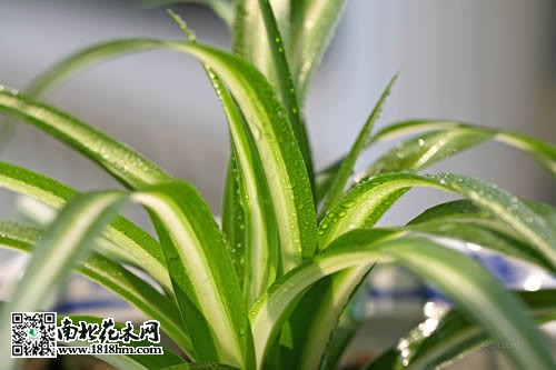 金心吊蘭