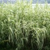 供應各種工程綠化 基地直銷(xiāo) 水生花葉蘆竹