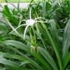 水鬼蕉價(jià)格|水鬼蕉大量供應