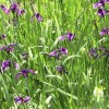 玉蟬花價(jià)格|玉蟬花出售|玉蟬花低價(jià)供應