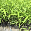 菲白竹|供應菲白竹|菲白竹苗|沭陽(yáng)菲白竹基地|菲白竹價(jià)格
