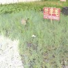藍羊茅供應|藍羊茅沭陽(yáng)價(jià)格