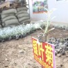 銀葉菊苗 盆栽 雪葉菊 凈化空氣 美觀(guān) 綠化專(zhuān)用