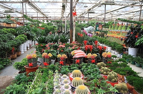 小盆栽花卉市場