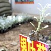 銀葉菊價(jià)格  銀葉菊批發(fā)  銀葉菊廠(chǎng)家