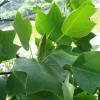 馬褂木小苗多少錢(qián)一棵？