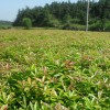 木荷小苗多少錢(qián)一棵？
