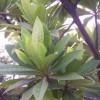 杜英小苗多少錢一棵？