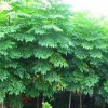 供應1公分欒樹(shù)·1米欒樹(shù)·優(yōu)質(zhì)1年生欒樹(shù)小苗