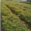 供應米徑3公分欒樹(shù)·高度3米欒樹(shù)小苗