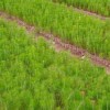 供應馬尾松小苗·直銷(xiāo)1年生馬尾松小苗·當年馬尾松小苗